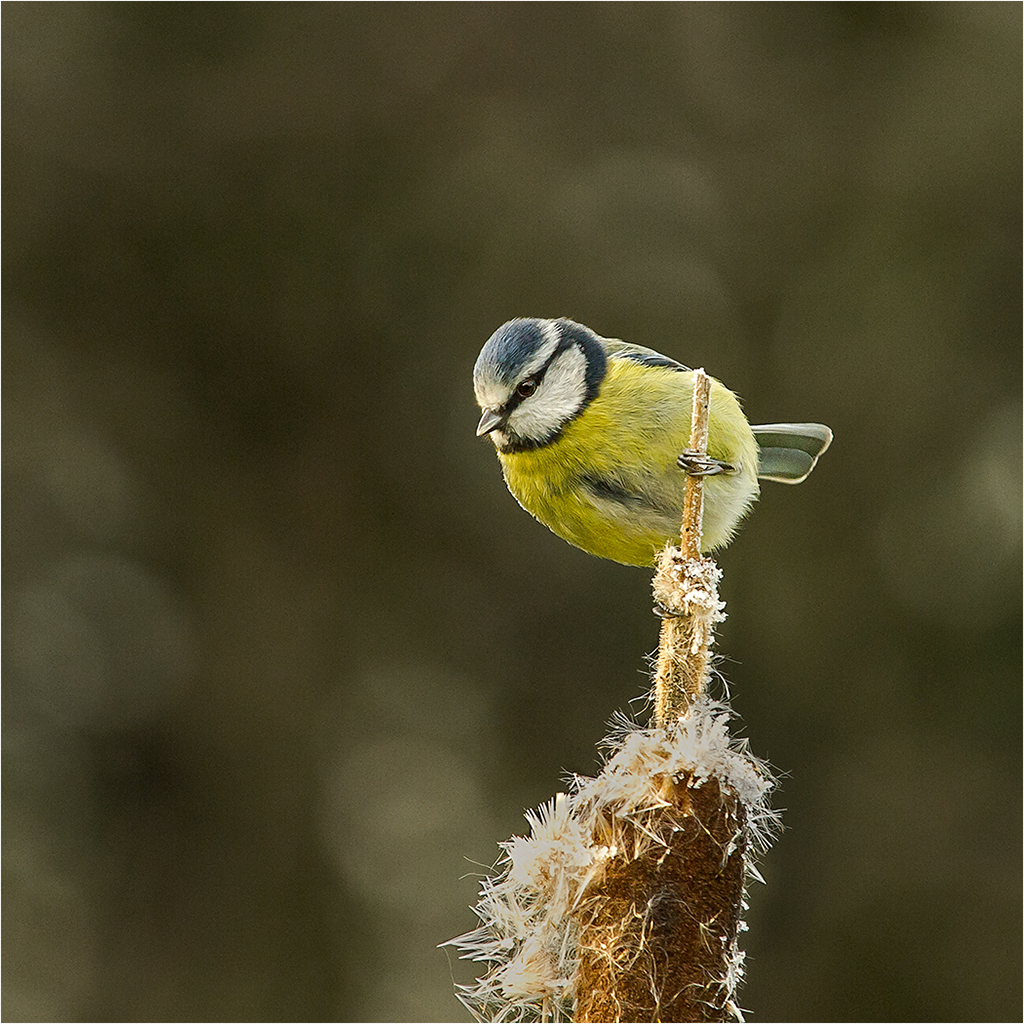 Blue Tit on Bullrush